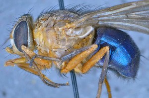  ( - TLW242)  @13 [ ] Copyright (2015) Terry Whitworth Department of Entomology, Washington State University