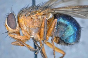  ( - TLW243)  @13 [ ] Copyright (2015) Terry Whitworth Department of Entomology, Washington State University