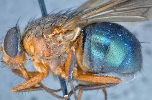  ( - TLW245)  @13 [ ] Copyright (2015) Terry Whitworth Department of Entomology, Washington State University
