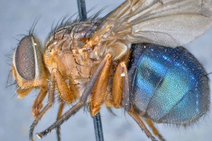  ( - TLW247)  @13 [ ] Copyright (2015) Terry Whitworth Department of Entomology, Washington State University