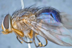  ( - TLW248)  @13 [ ] Copyright (2015) Terry Whitworth Department of Entomology, Washington State University