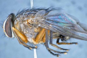  ( - TLW249)  @13 [ ] Copyright (2015) Terry Whitworth Department of Entomology, Washington State University