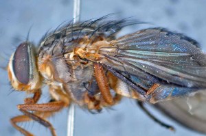  ( - TLW250)  @13 [ ] Copyright (2015) Terry Whitworth Department of Entomology, Washington State University