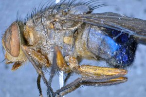  ( - TLW252)  @11 [ ] Copyright (2015) Terry Whitworth Department of Entomology, Washington State University