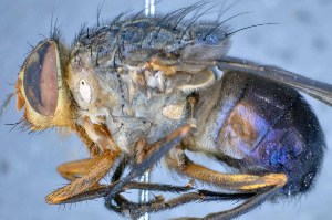  (Mesembrinella currani - TLW254)  @13 [ ] Copyright (2015) Terry Whitworth Department of Entomology, Washington State University