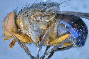  ( - TLW255)  @11 [ ] Copyright (2015) Terry Whitworth Department of Entomology, Washington State University