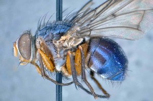  (Mesembrinella sp - TLW256)  @11 [ ] Copyright (2015) Terry Whitworth Department of Entomology, Washington State University