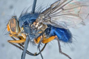  (Mesembrinella decrepita - TLW257)  @11 [ ] Copyright (2015) Terry Whitworth Department of Entomology, Washington State University