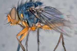 ( - TLW258)  @11 [ ] Copyright (2015) Terry Whitworth Department of Entomology, Washington State University