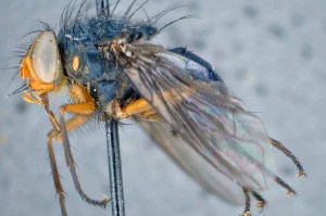  ( - TLW259)  @11 [ ] Copyright (2015) Terry Whitworth Department of Entomology, Washington State University