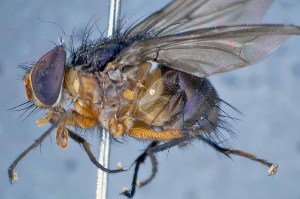  (Mesembrinella violacea - TLW265)  @11 [ ] Copyright (2015) Terry Whitworth Department of Entomology, Washington State University