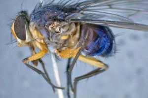  (Mesembrinella flavicrura - TLW266)  @13 [ ] Copyright (2015) Terry Whitworth Department of Entomology, Washington State University