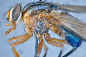  ( - TLW276)  @11 [ ] Copyright (2015) Terry Whitworth Department of Entomology, Washington State University
