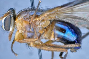  (Mesembrinella quadrilineata - TLW277)  @13 [ ] Copyright (2015) Terry Whitworth Department of Entomology, Washington State University