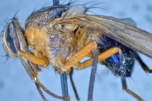  ( - TLW278)  @11 [ ] Copyright (2015) Terry Whitworth Department of Entomology, Washington State University