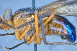  ( - TLW280)  @12 [ ] Copyright (2015) Terry Whitworth Department of Entomology, Washington State University