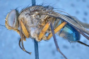  (Mesembrinella randa - TLW281)  @13 [ ] Copyright (2015) Terry Whitworth Department of Entomology, Washington State University