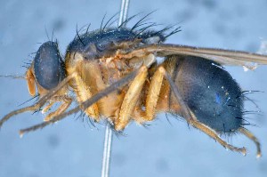  ( - TLW285)  @11 [ ] Copyright (2015) Terry Whitworth Department of Entomology, Washington State University