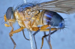  ( - TLW286)  @11 [ ] Copyright (2015) Terry Whitworth Department of Entomology, Washington State University