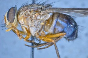  ( - TLW289)  @11 [ ] Copyright (2015) Terry Whitworth Department of Entomology, Washington State University