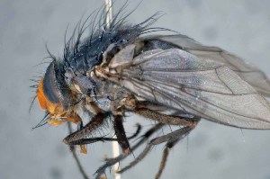  ( - TLW290)  @11 [ ] Copyright (2015) Terry Whitworth Department of Entomology, Washington State University