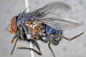  ( - TLW291)  @11 [ ] Copyright (2015) Terry Whitworth Department of Entomology, Washington State University
