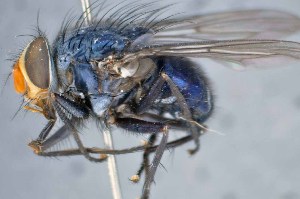  ( - TLW292)  @11 [ ] Copyright (2015) Terry Whitworth Department of Entomology, Washington State University