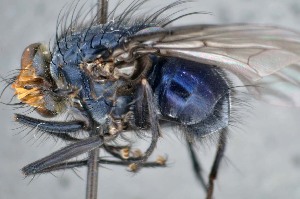  ( - TLW298)  @11 [ ] Copyright (2015) Terry Whitworth Department of Entomology, Washington State University