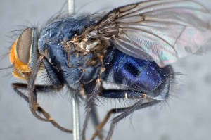  ( - TLW300)  @13 [ ] Copyright (2015) Terry Whitworth Department of Entomology, Washington State University