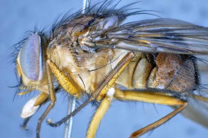  (Laneellinae - TLW303)  @13 [ ] Copyright (2015) Terry Whitworth Department of Entomology, Washington State University
