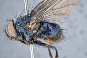  (Mesembrinella epandrioaurantia - TLW306)  @11 [ ] Copyright (2015) Terry Whitworth Department of Entomology, Washington State University