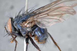  ( - TLW307)  @11 [ ] Copyright (2015) Terry Whitworth Department of Entomology, Washington State University