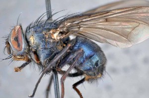  ( - TLW308)  @11 [ ] Copyright (2015) Terry Whitworth Department of Entomology, Washington State University