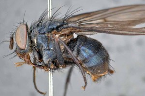 ( - TLW309)  @11 [ ] Copyright (2015) Terry Whitworth Department of Entomology, Washington State University