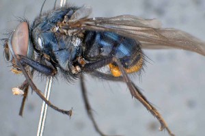  ( - TLW310)  @11 [ ] Copyright (2015) Terry Whitworth Department of Entomology, Washington State University