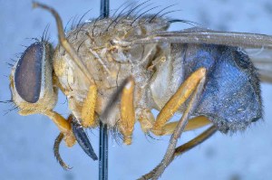  ( - TLW311)  @11 [ ] Copyright (2015) Terry Whitworth Department of Entomology, Washington State University