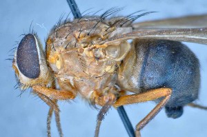  (Mesembrinella chantryi - TLW312)  @13 [ ] Copyright (2015) Terry Whitworth Department of Entomology, Washington State University