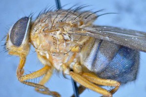  ( - TLW313)  @11 [ ] Copyright (2015) Terry Whitworth Department of Entomology, Washington State University