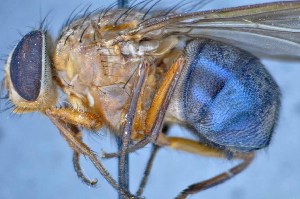  ( - TLW314)  @12 [ ] Copyright (2015) Terry Whitworth Department of Entomology, Washington State University