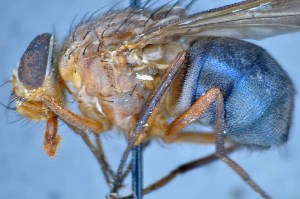  ( - TLW315)  @11 [ ] Copyright (2015) Terry Whitworth Department of Entomology, Washington State University
