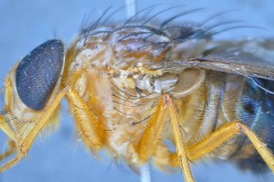 ( - TLW321)  @11 [ ] Copyright (2015) Terry Whitworth Department of Entomology, Washington State University