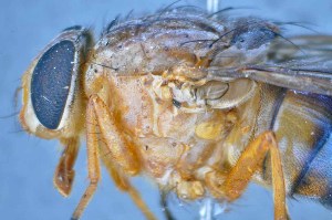  ( - TLW323)  @11 [ ] Copyright (2015) Terry Whitworth Department of Entomology, Washington State University
