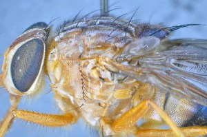  ( - TLW324)  @11 [ ] Copyright (2015) Terry Whitworth Department of Entomology, Washington State University