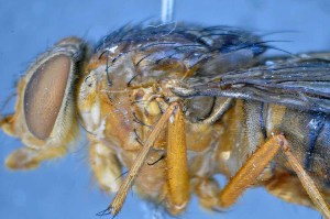  ( - TLW325)  @11 [ ] Copyright (2015) Terry Whitworth Department of Entomology, Washington State University