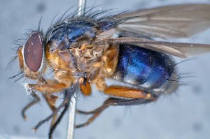  (Mesembrinella nigrocoerulea - TLW326)  @11 [ ] Copyright (2015) Terry Whitworth Department of Entomology, Washington State University