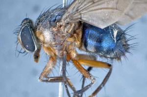  ( - TLW327)  @11 [ ] Copyright (2015) Terry Whitworth Department of Entomology, Washington State University