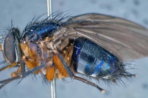  ( - TLW328)  @11 [ ] Copyright (2015) Terry Whitworth Department of Entomology, Washington State University