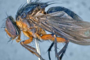  ( - TLW331)  @11 [ ] Copyright (2015) Terry Whitworth Department of Entomology, Washington State University