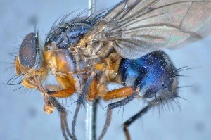 ( - TLW332)  @11 [ ] Copyright (2015) Terry Whitworth Department of Entomology, Washington State University