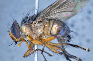  (Mesembrinella zurquiensis - TLW334)  @13 [ ] Copyright (2015) Terry Whitworth Department of Entomology, Washington State University